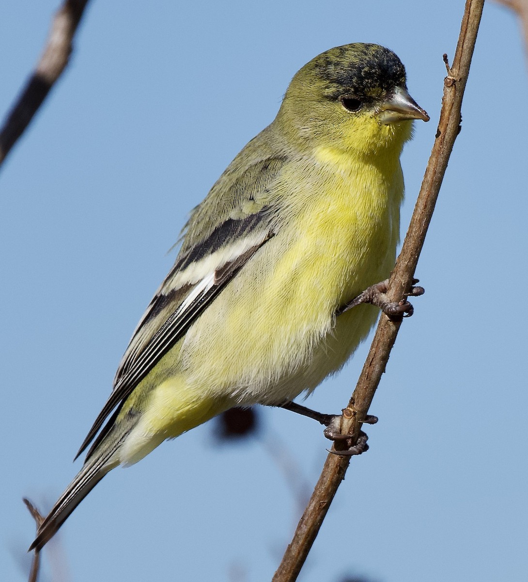Lesser Goldfinch - ML646369914