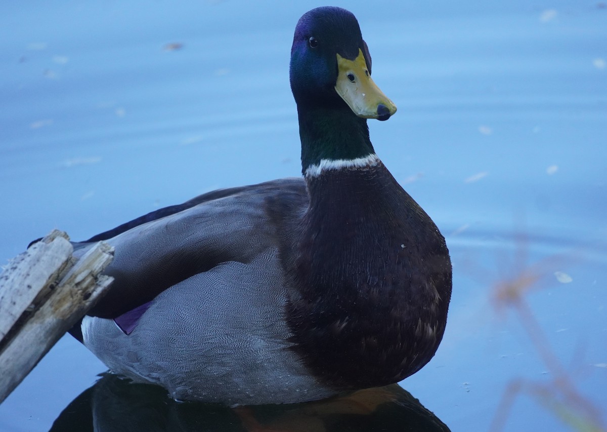 綠頭鴨 - ML646369916