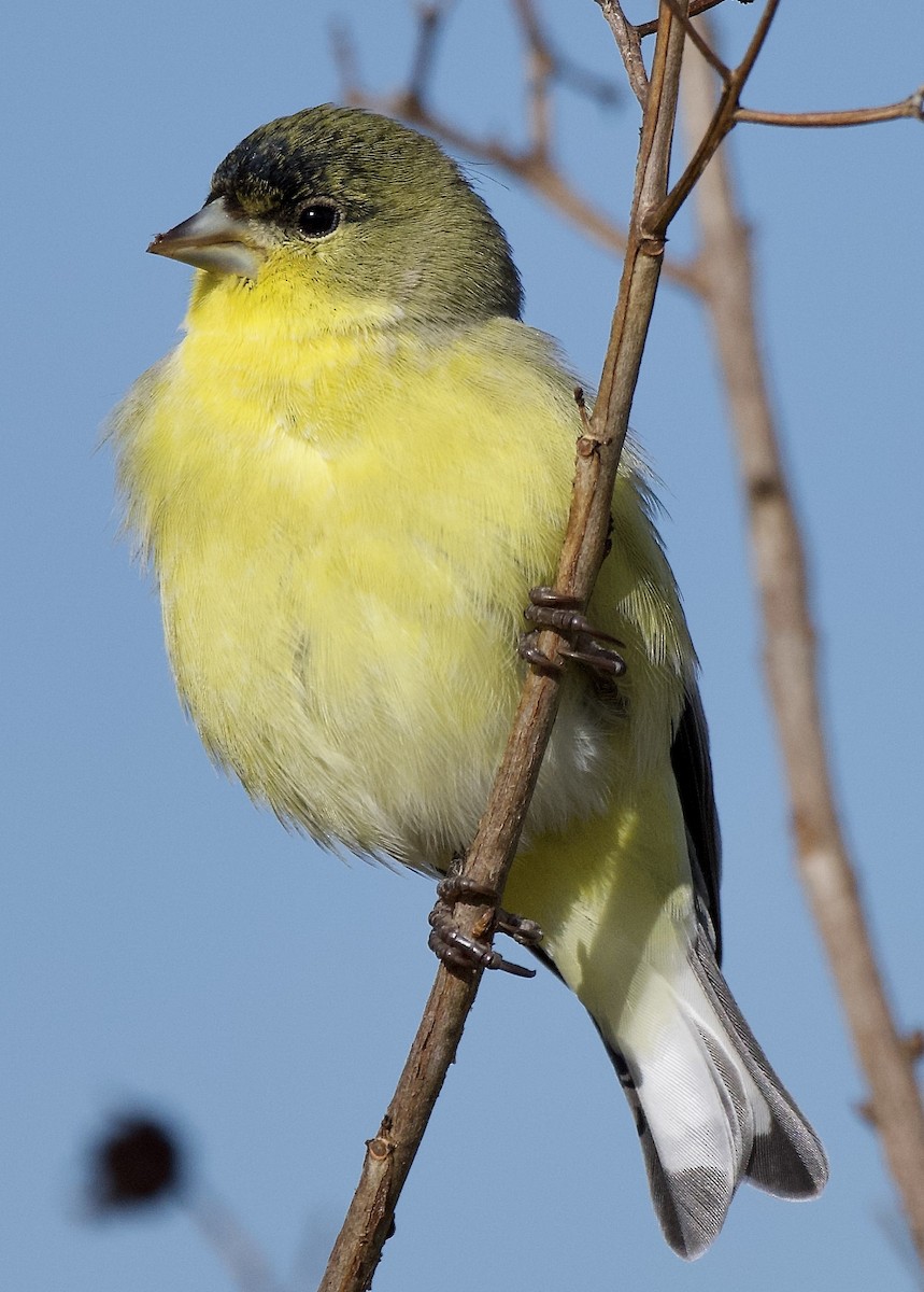 Lesser Goldfinch - ML646369917