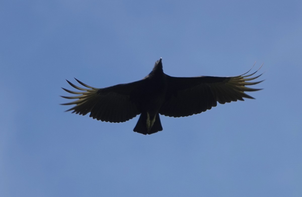 Black Vulture - ML646369921