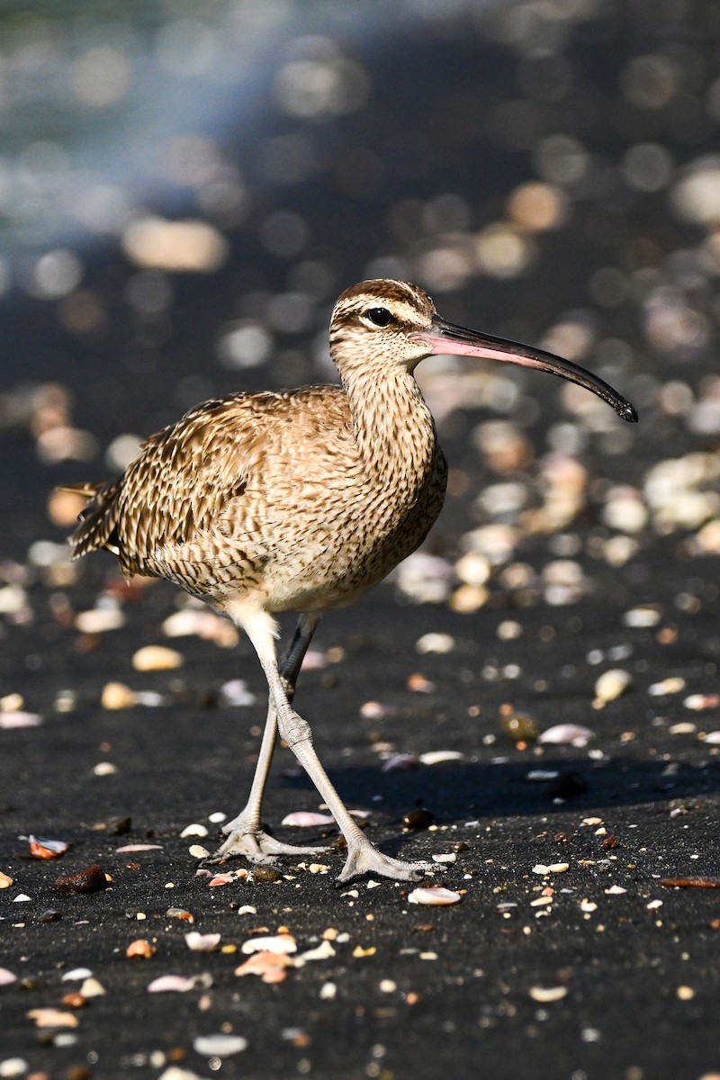 アメリカチュウシャクシギ - ML646369926