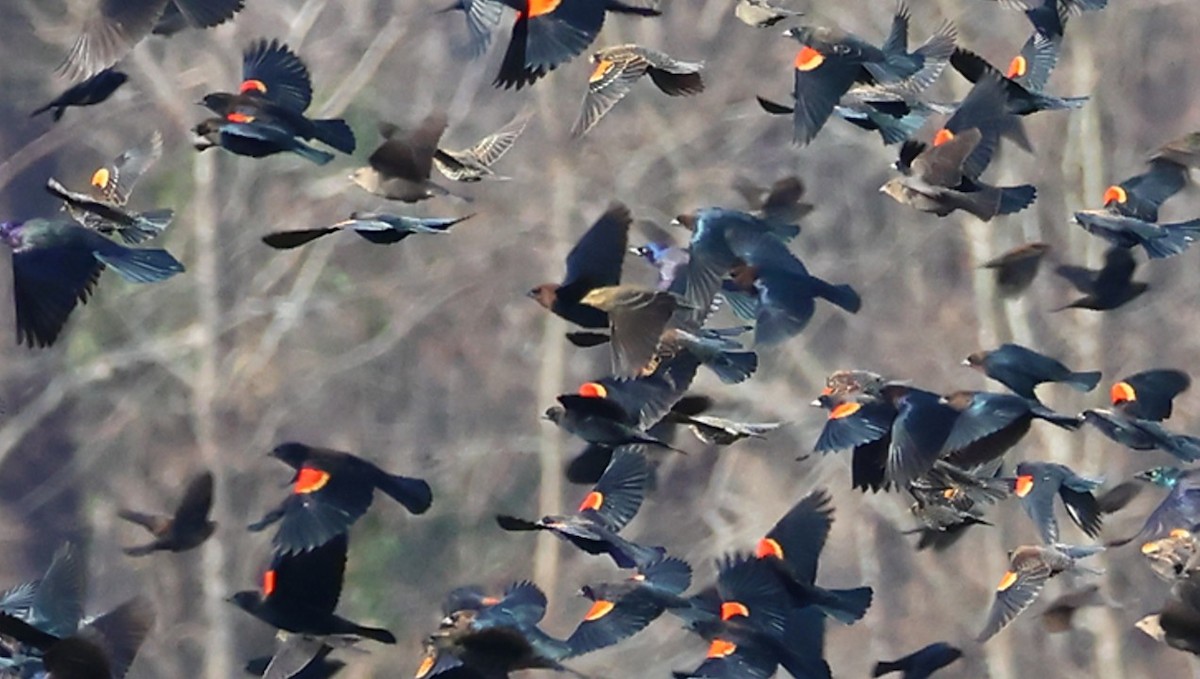 blackbird sp. - ML646369930