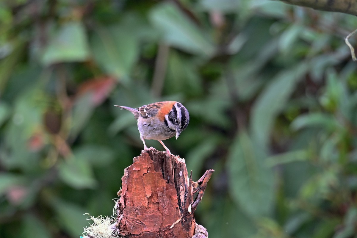 Rufous-collared Sparrow - ML646369931