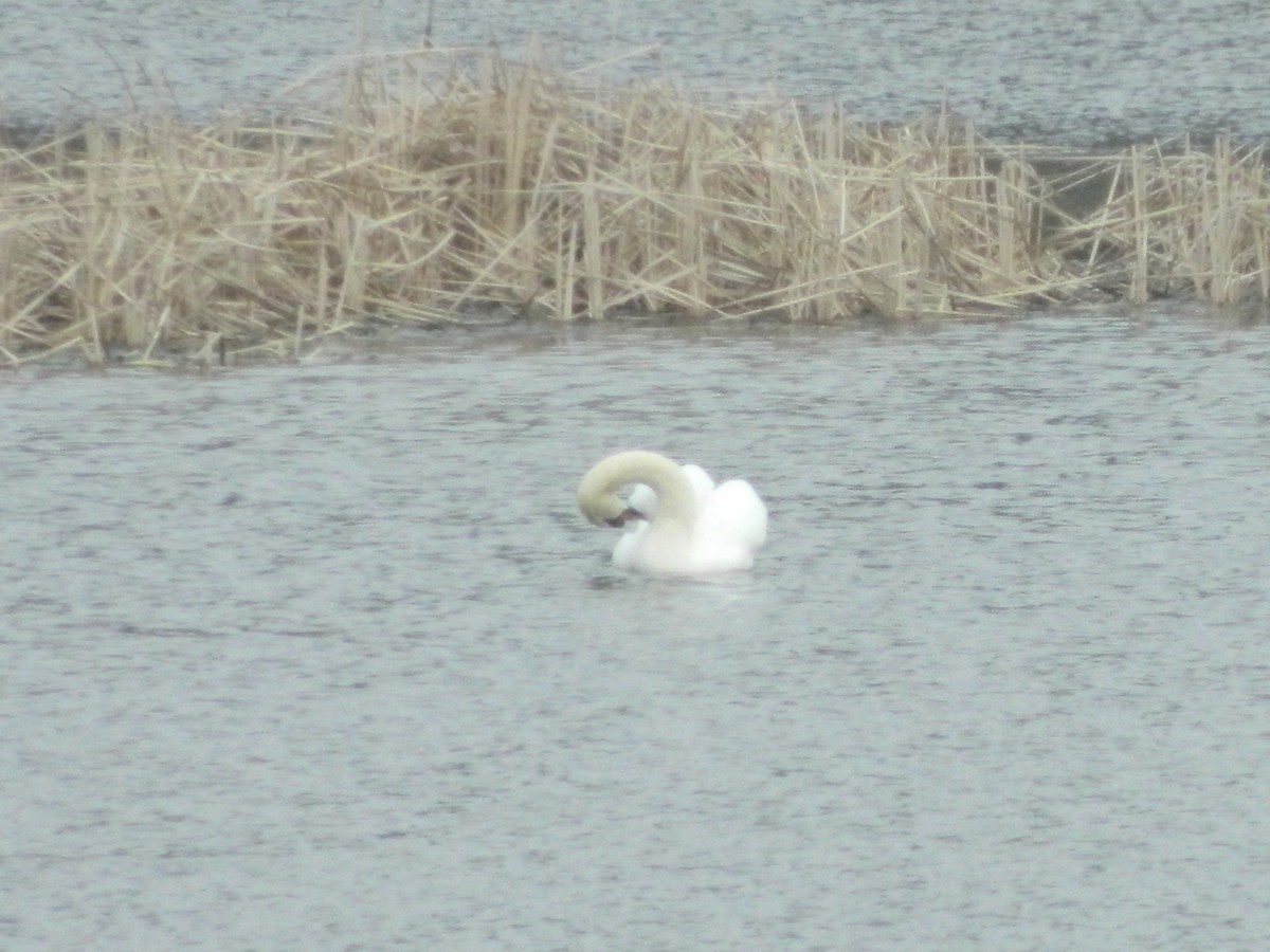 Mute Swan - ML646369934