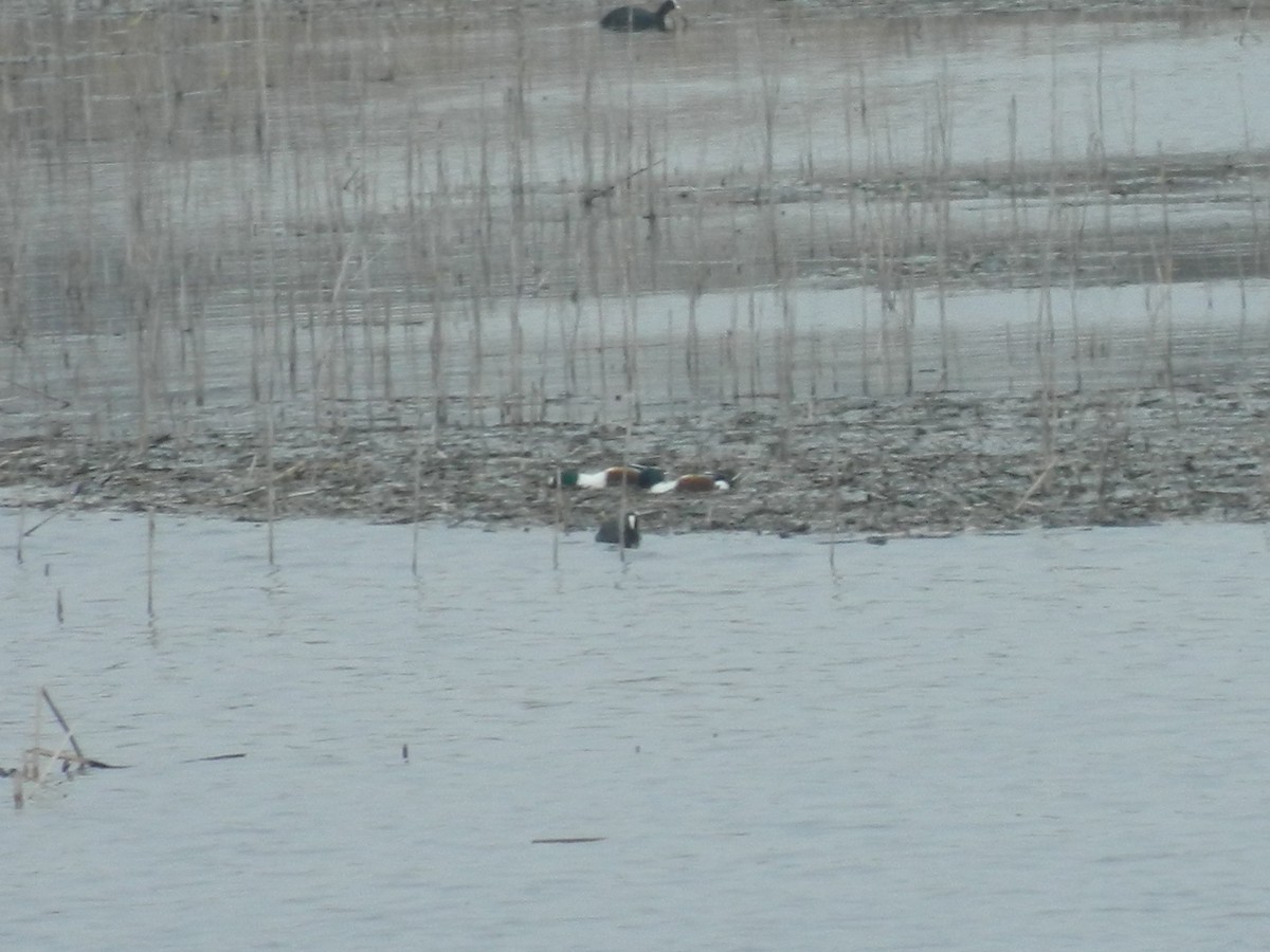 Northern Shoveler - ML646369935