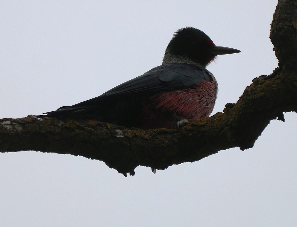 Blutgesichtspecht - ML646369936