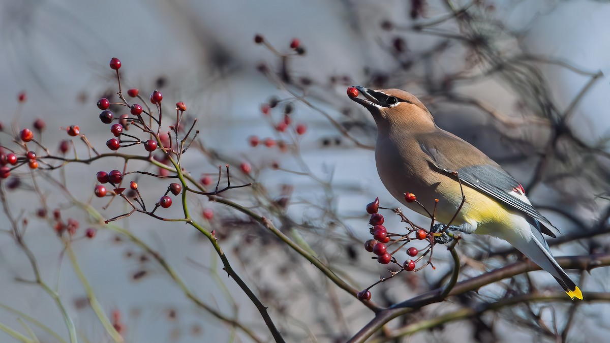ヒメレンジャク - ML646369938