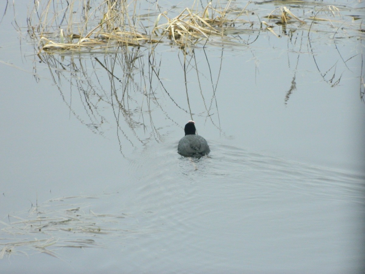 Eurasian Coot - ML646369939