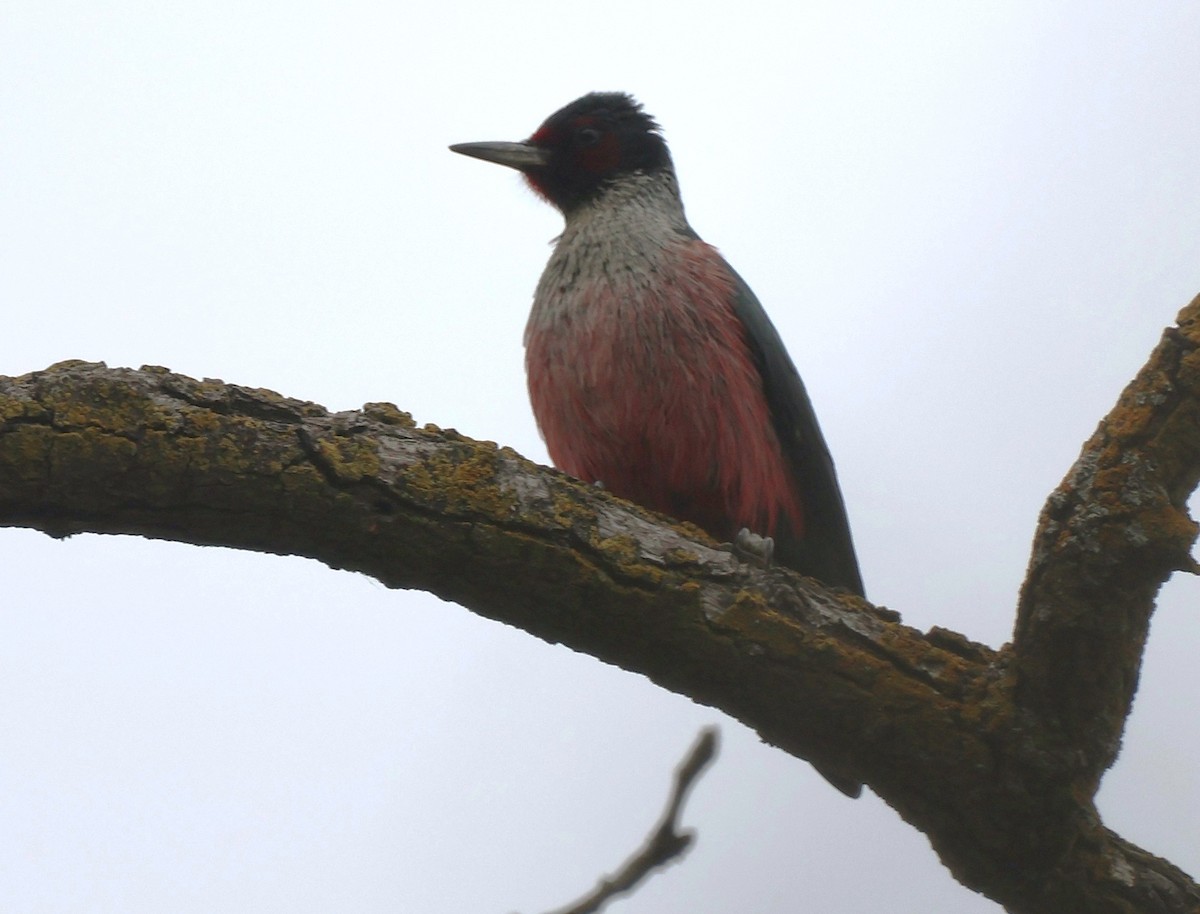 Blutgesichtspecht - ML646369940