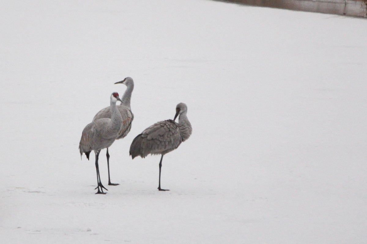 Sandhill Crane - ML646369945