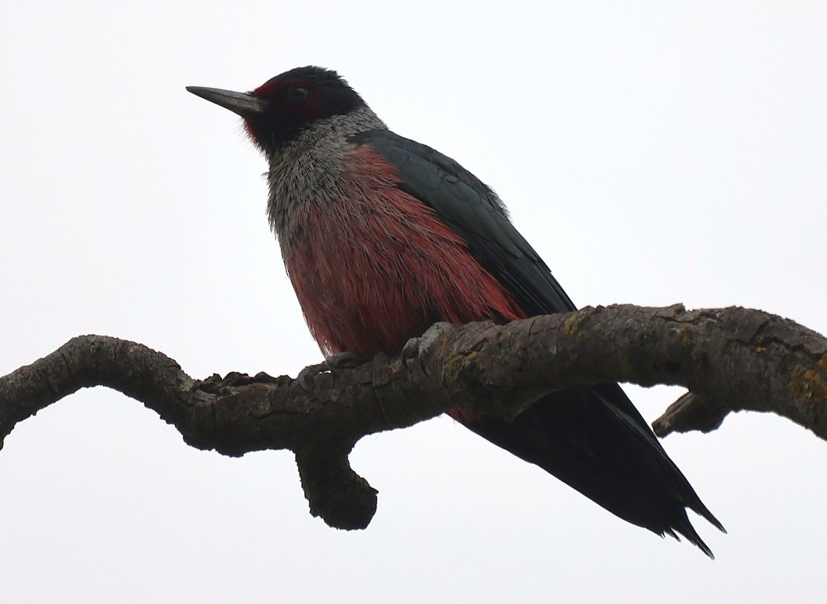 Blutgesichtspecht - ML646369946