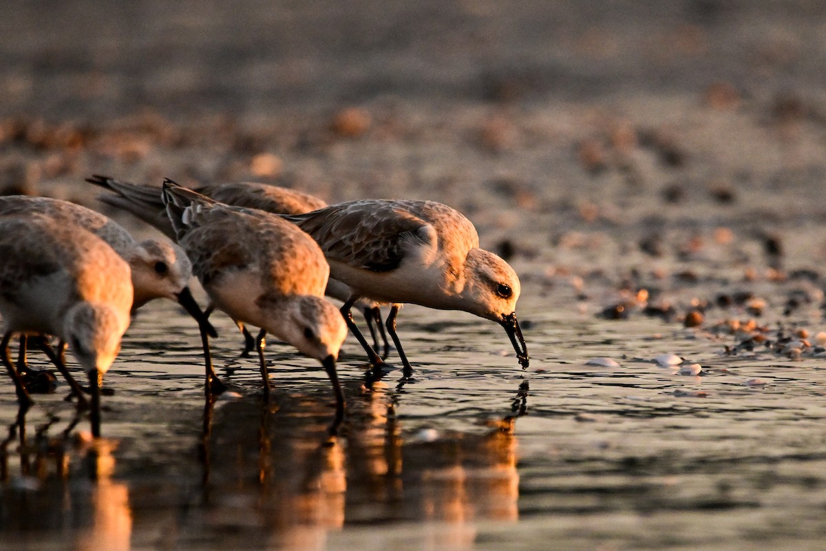 Sanderling - ML646369947