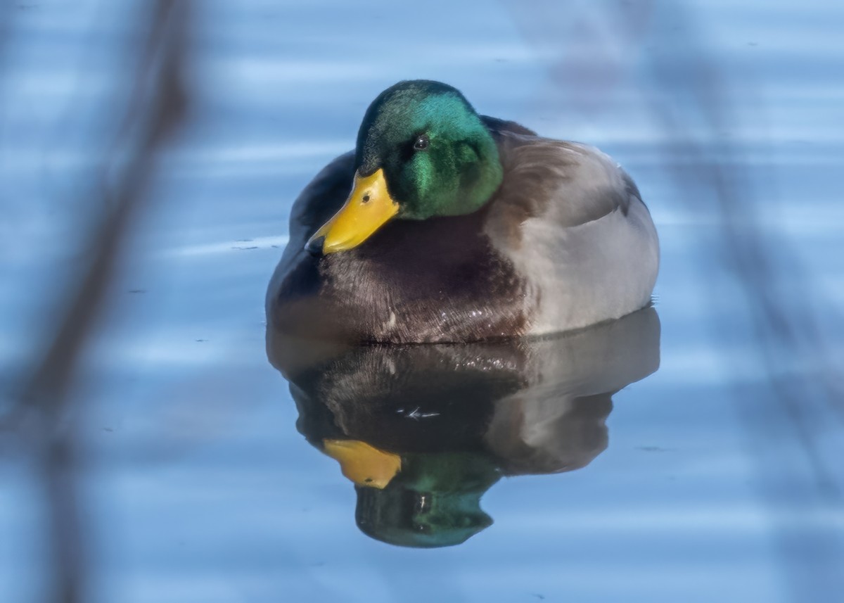 Mallard - ML646369948