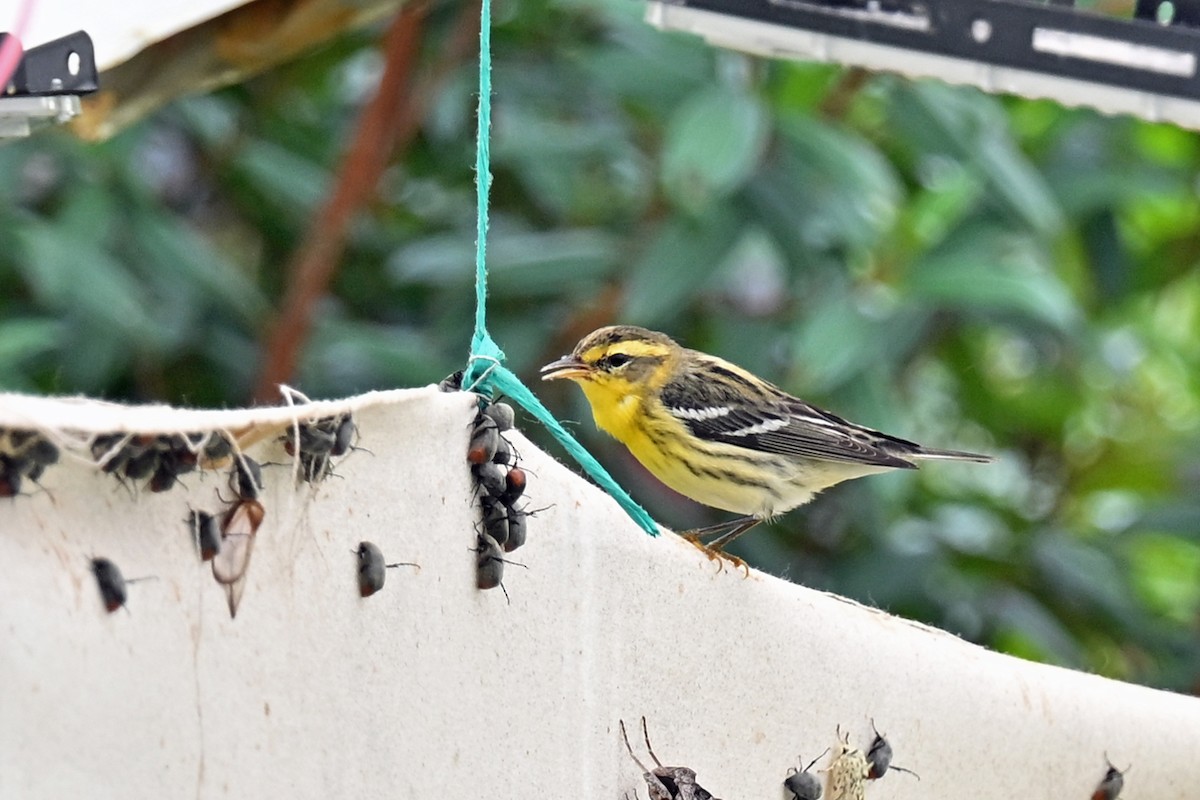 Blackburnian Warbler - ML646369955