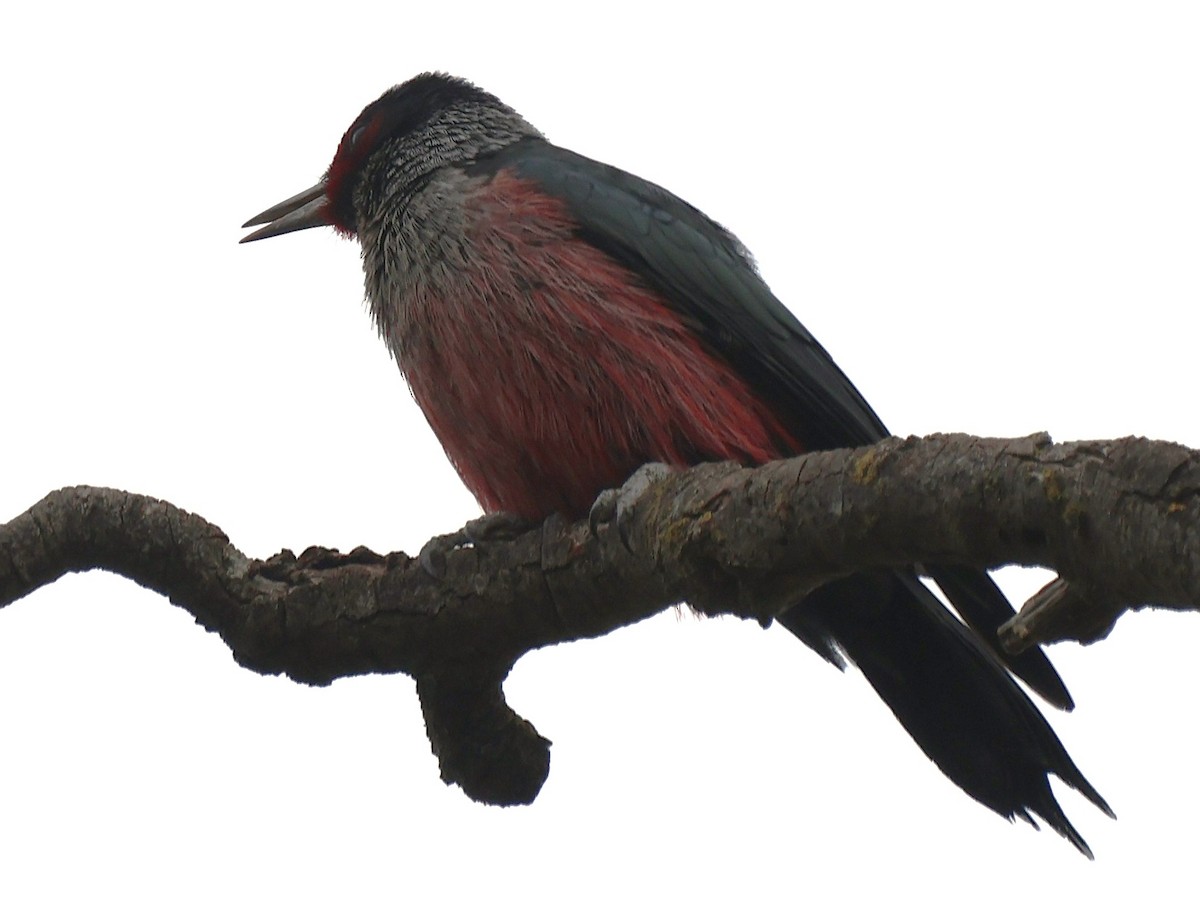 Blutgesichtspecht - ML646369956