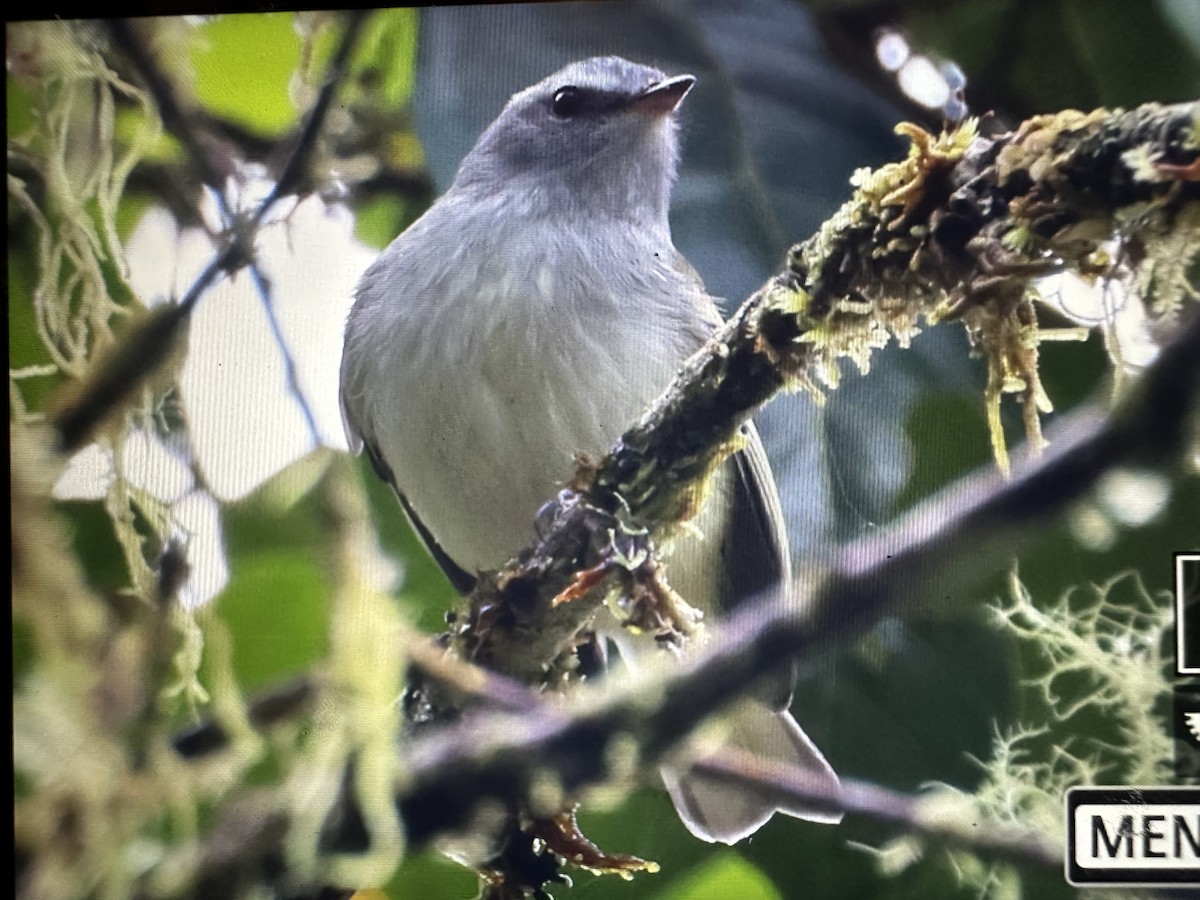 White-tailed Tyrannulet - ML646369962
