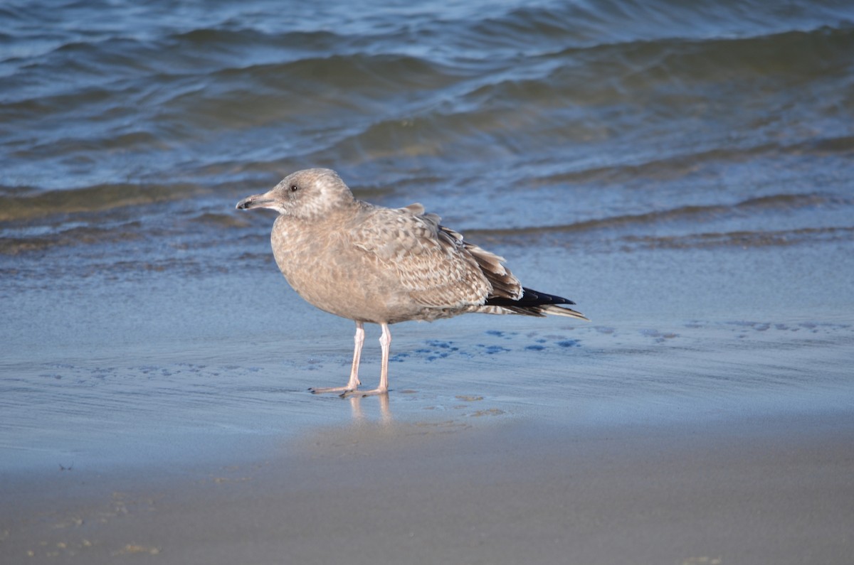 שחף מערבי - ML646369963