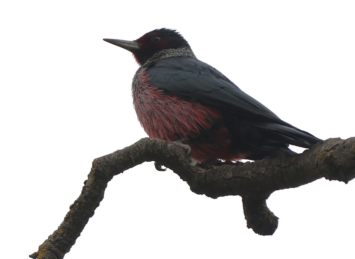 Lewis's Woodpecker - ML646369964
