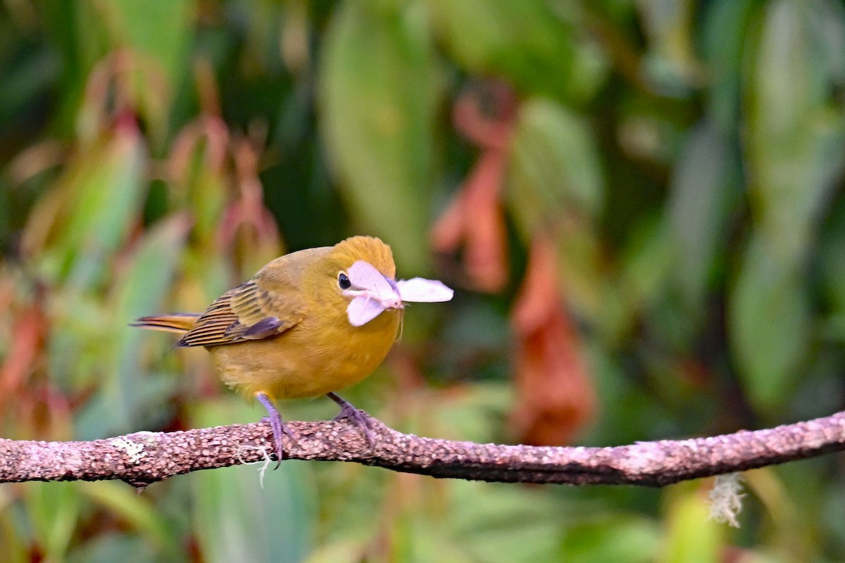 להבית אדומה - ML646369965