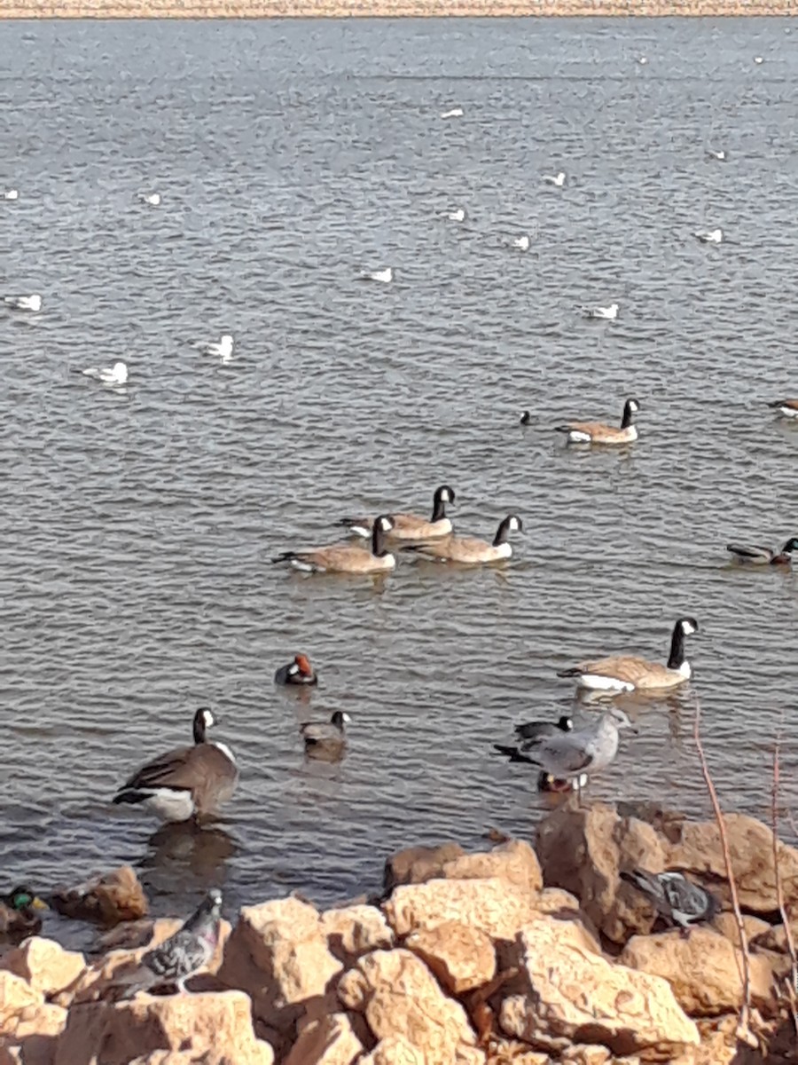 ברנטה גוצית - ML646369966