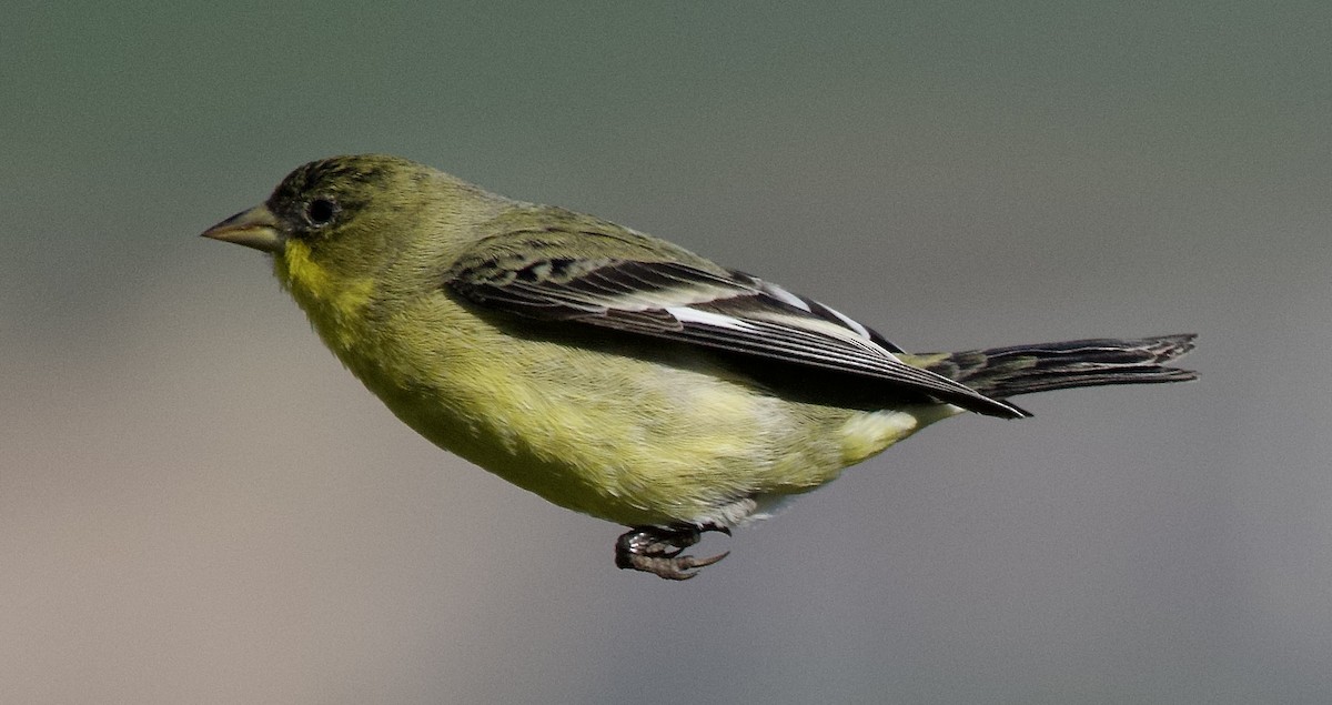 Lesser Goldfinch - ML646369967