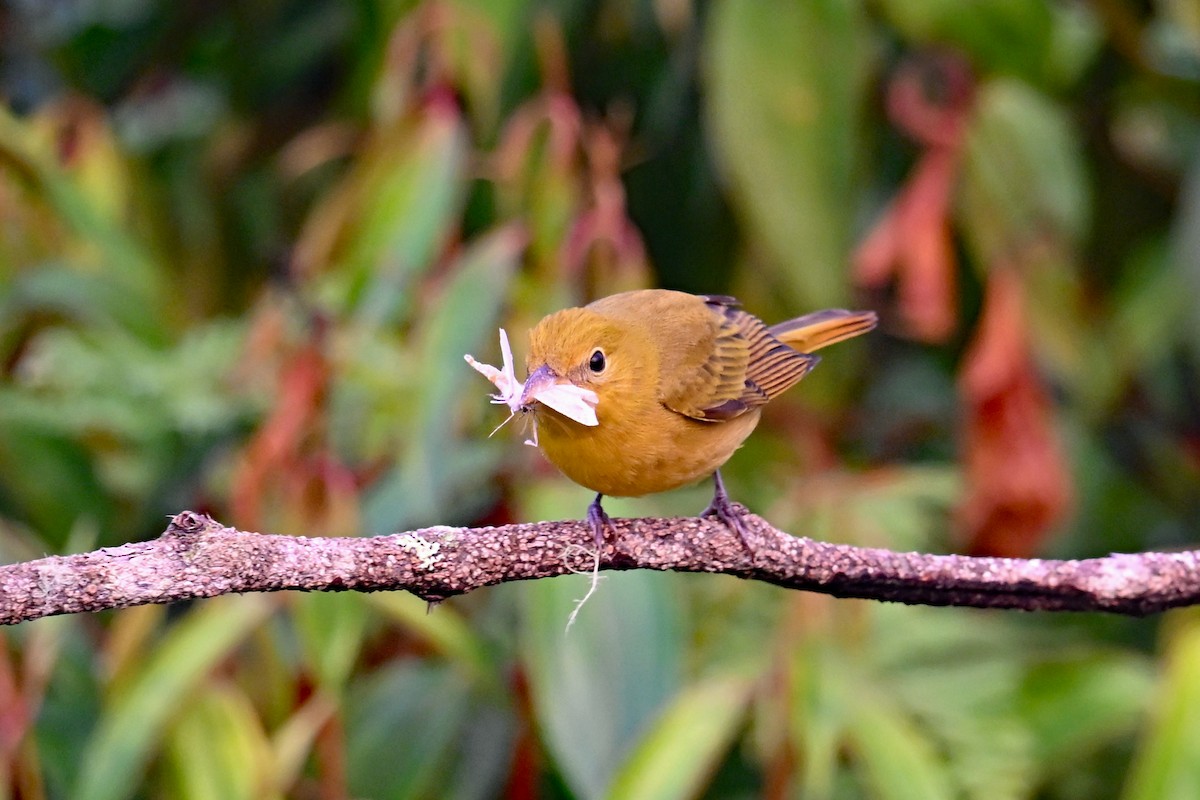 להבית אדומה - ML646369968