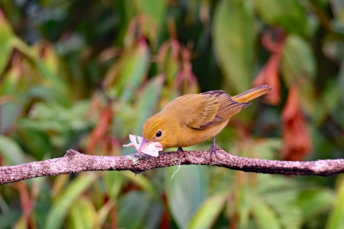 להבית אדומה - ML646369970