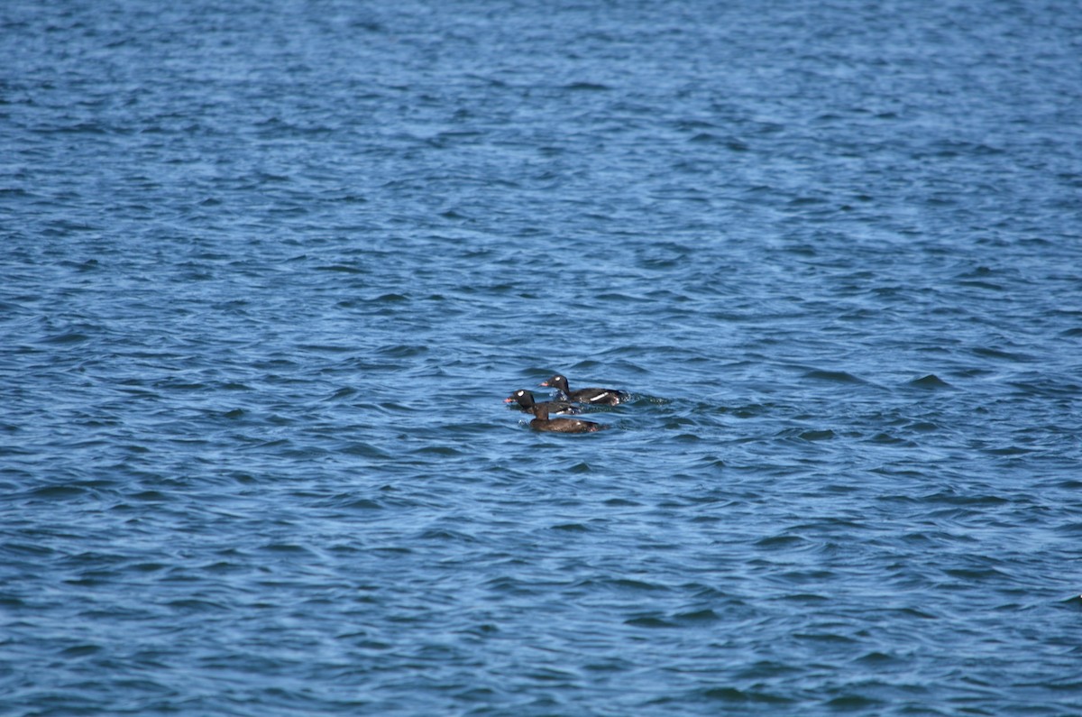 קטיפנית לבנת-כנף - ML646369971