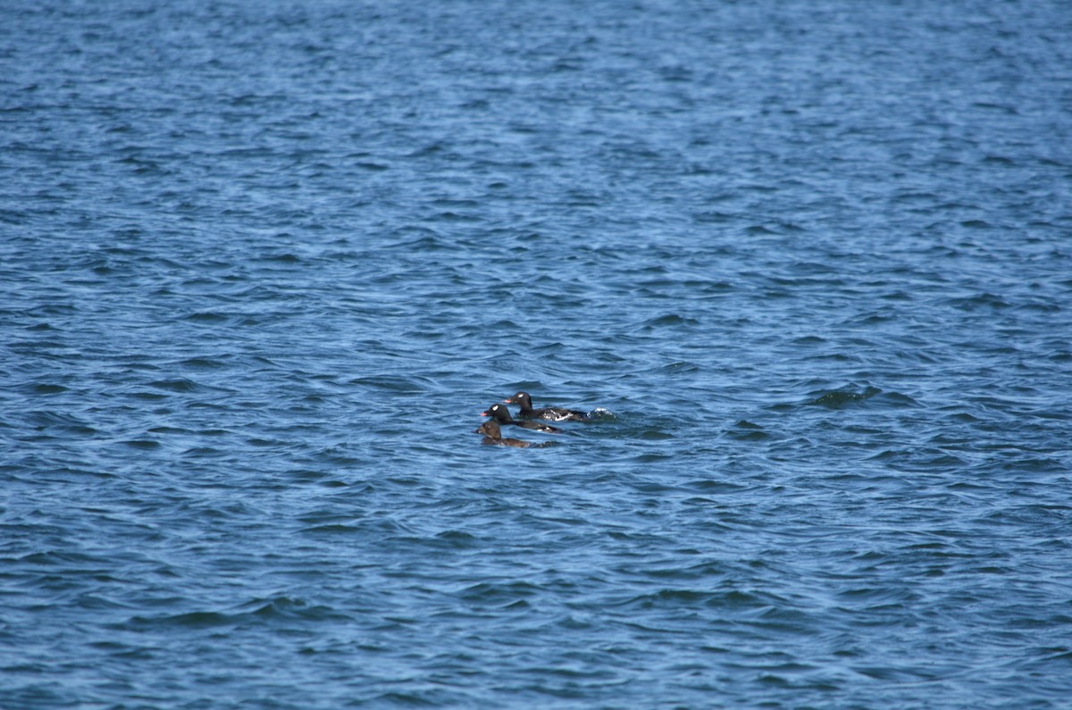 קטיפנית לבנת-כנף - ML646369972