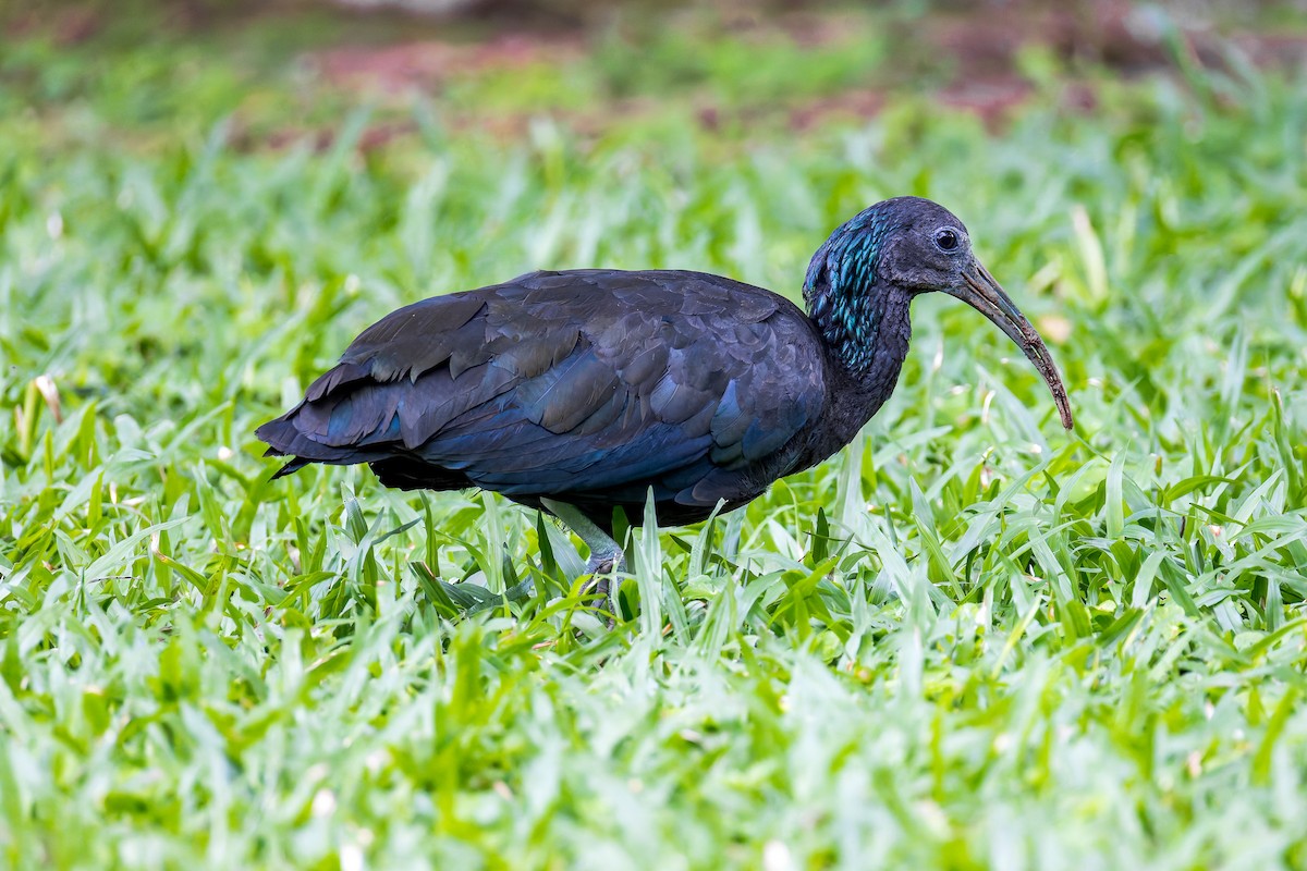 Green Ibis - ML646369973