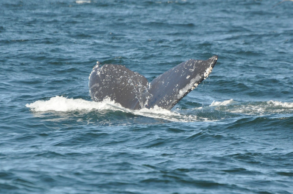 Humpback Whale - ML646369975