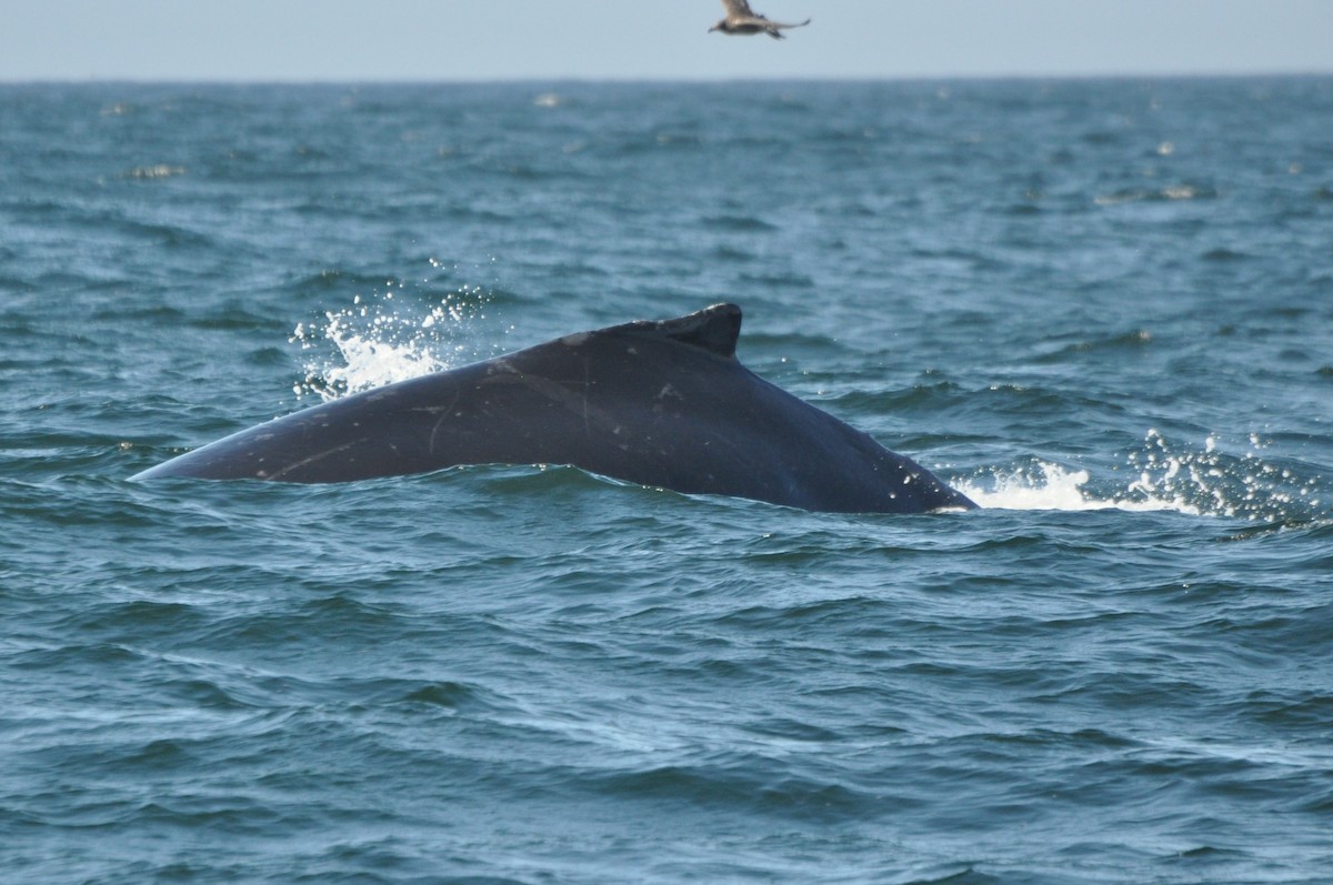 Humpback Whale - ML646369976