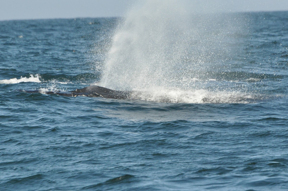 Humpback Whale - ML646369977