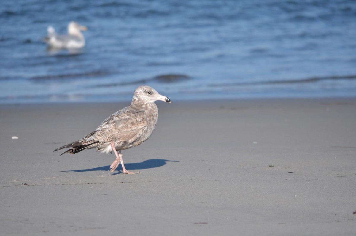 שחף מערבי - ML646369978