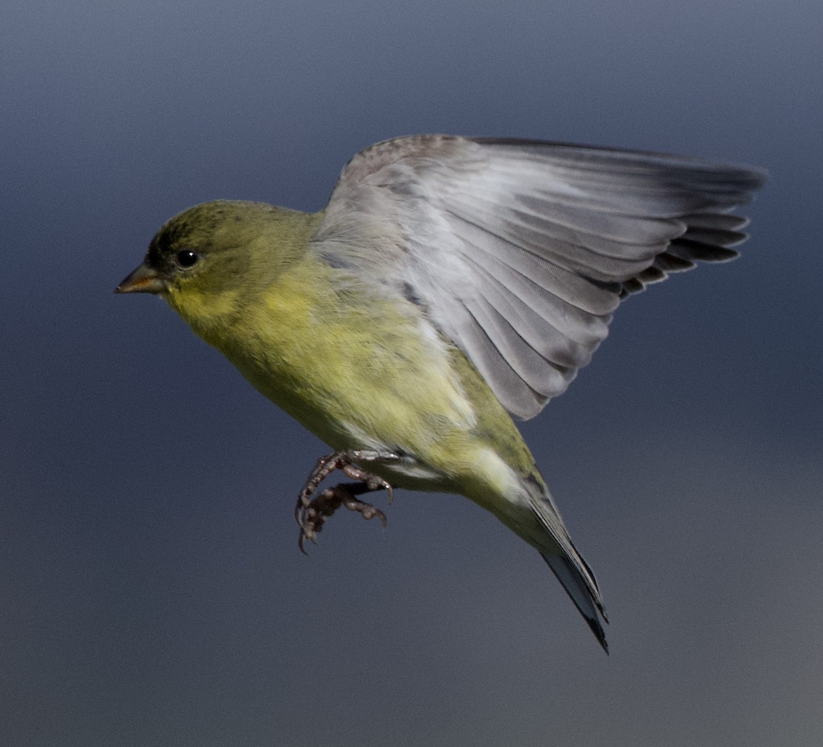 Lesser Goldfinch - ML646369979