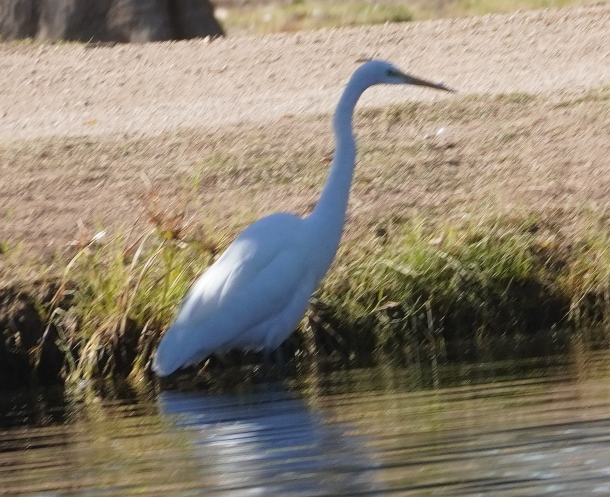 לבנית גדולה - ML646369980