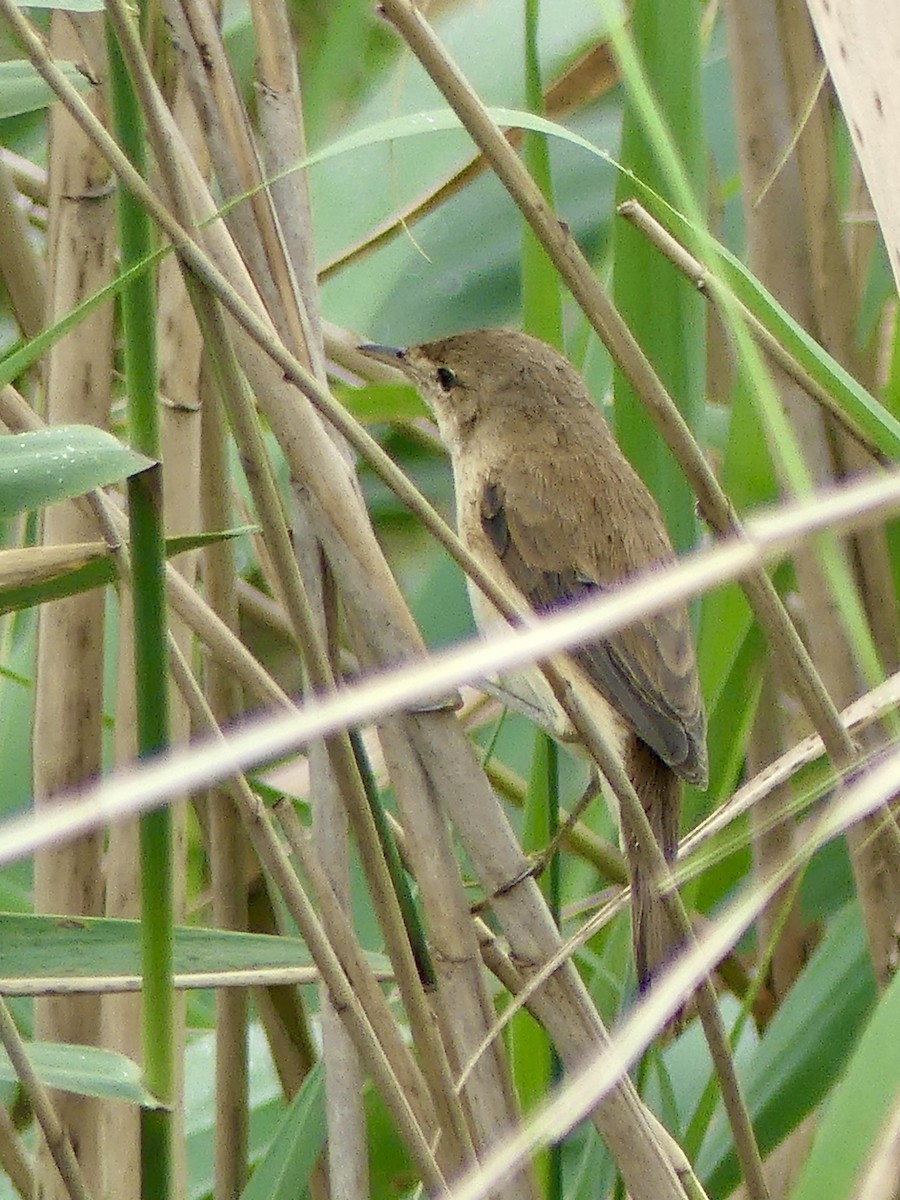 קנית קטנה אפריקנית - ML646369981