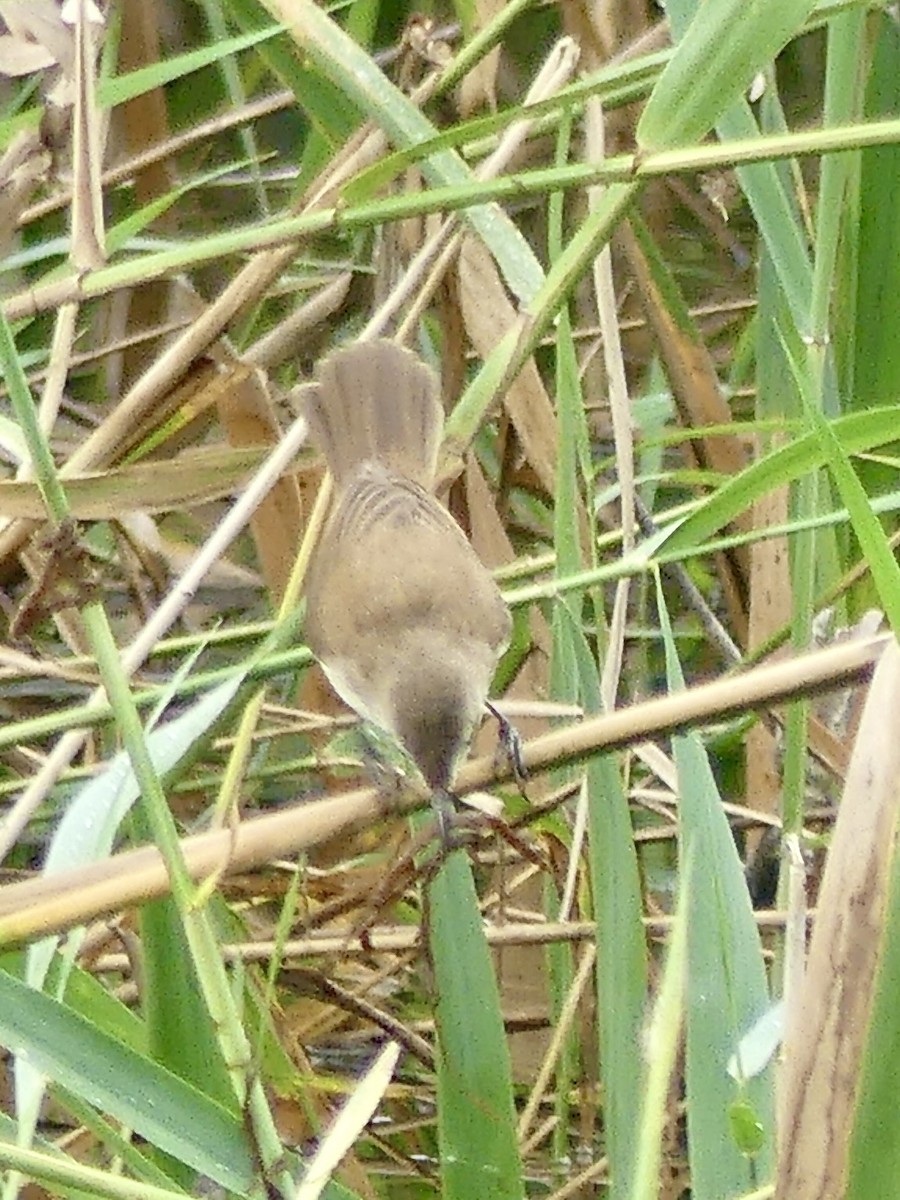 קנית קטנה אפריקנית - ML646369982