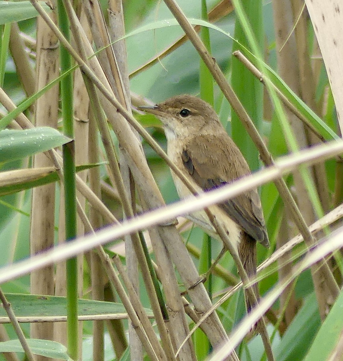 קנית קטנה אפריקנית - ML646369983