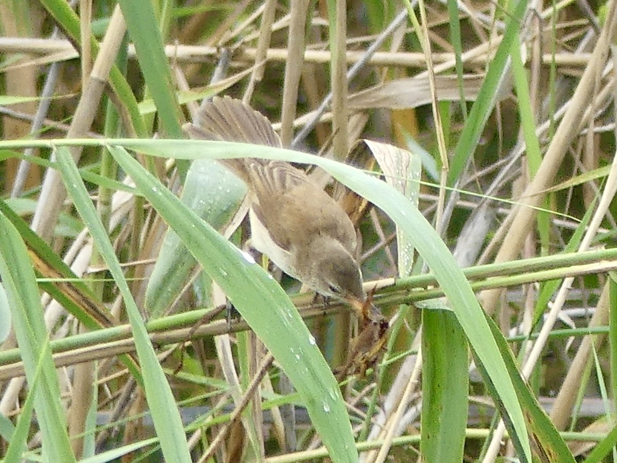 קנית קטנה אפריקנית - ML646369984