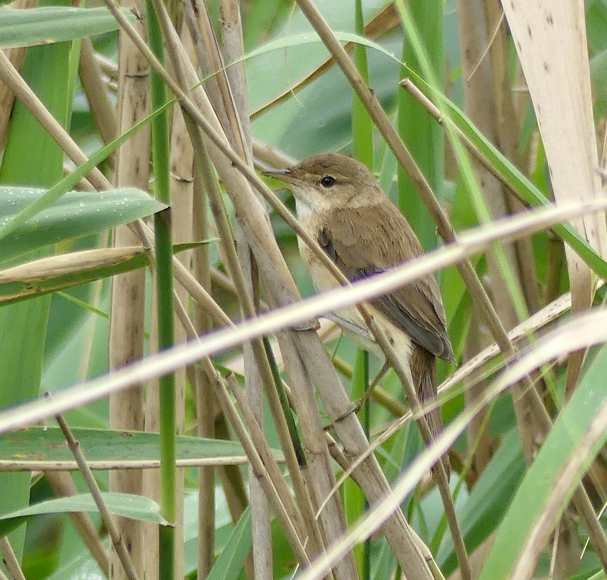 קנית קטנה אפריקנית - ML646369985