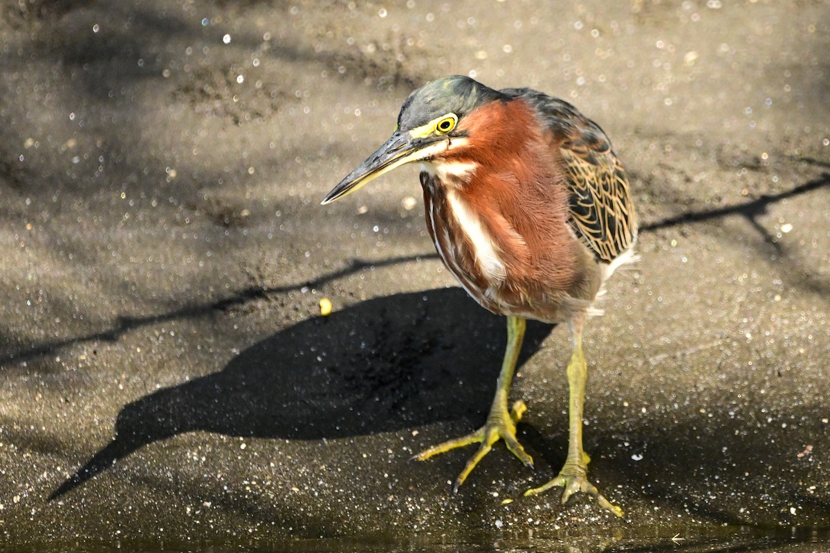 אנפית ירוקה - ML646369986