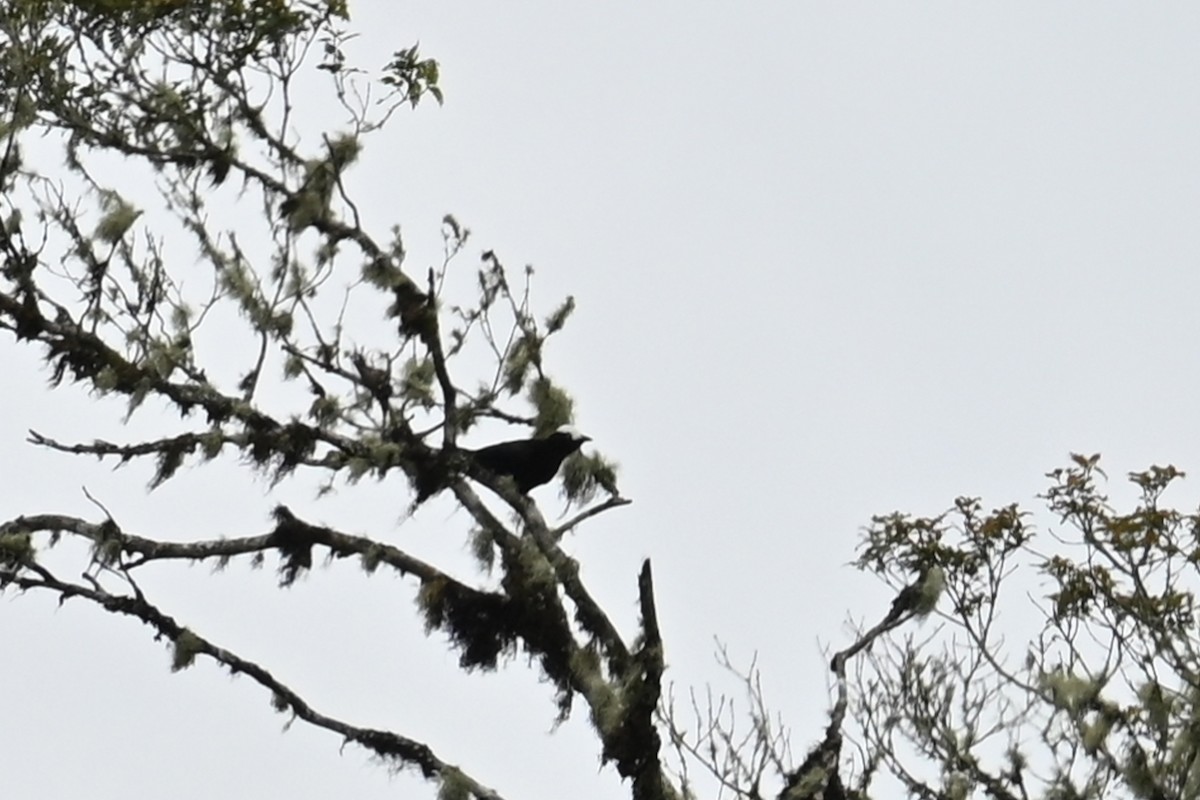 White-capped Tanager - ML646369987