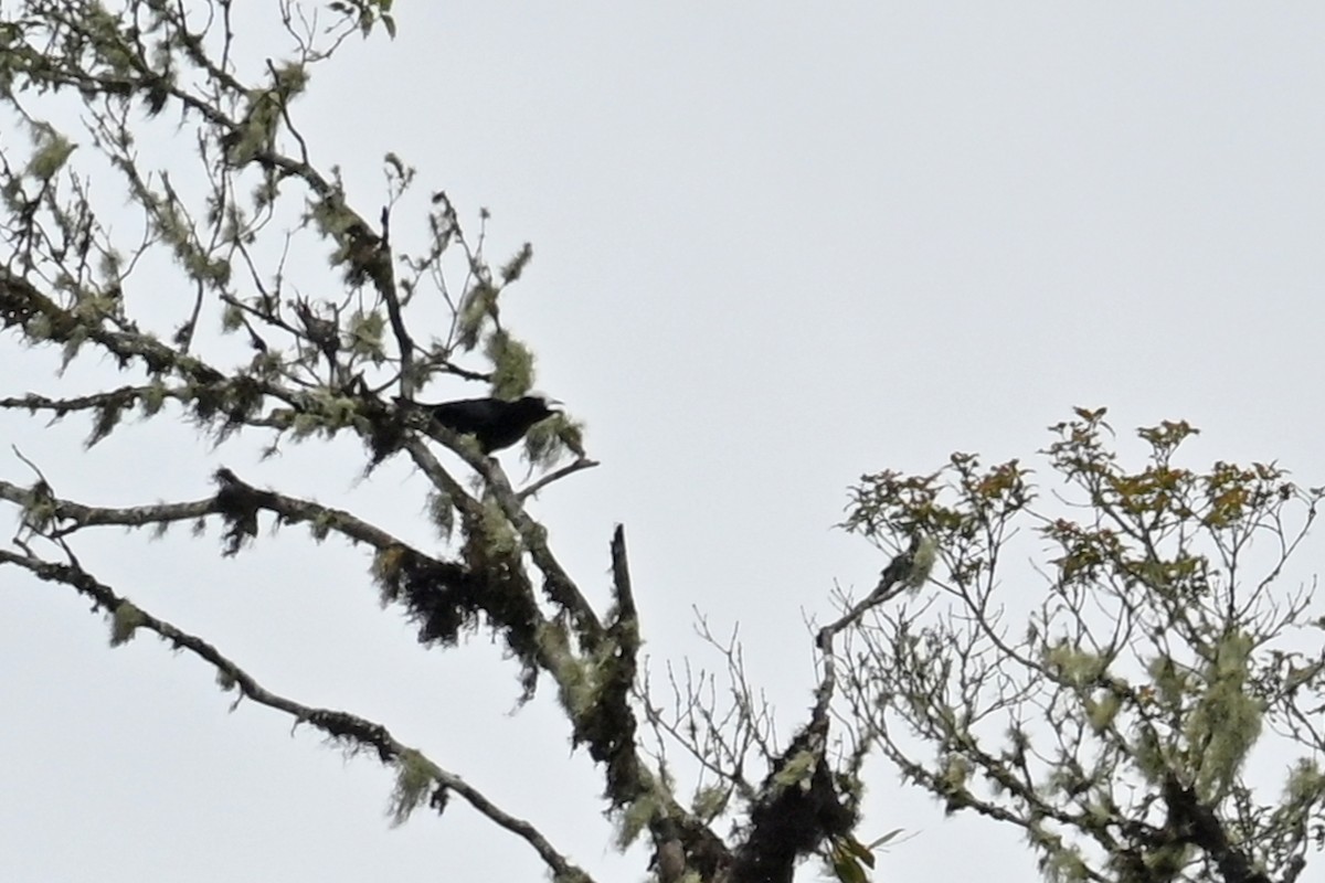 White-capped Tanager - ML646369994