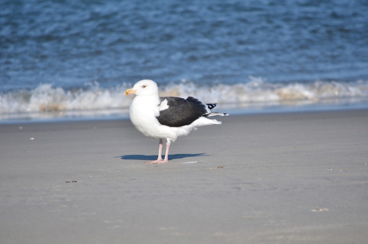 שחף ימי - ML646369995