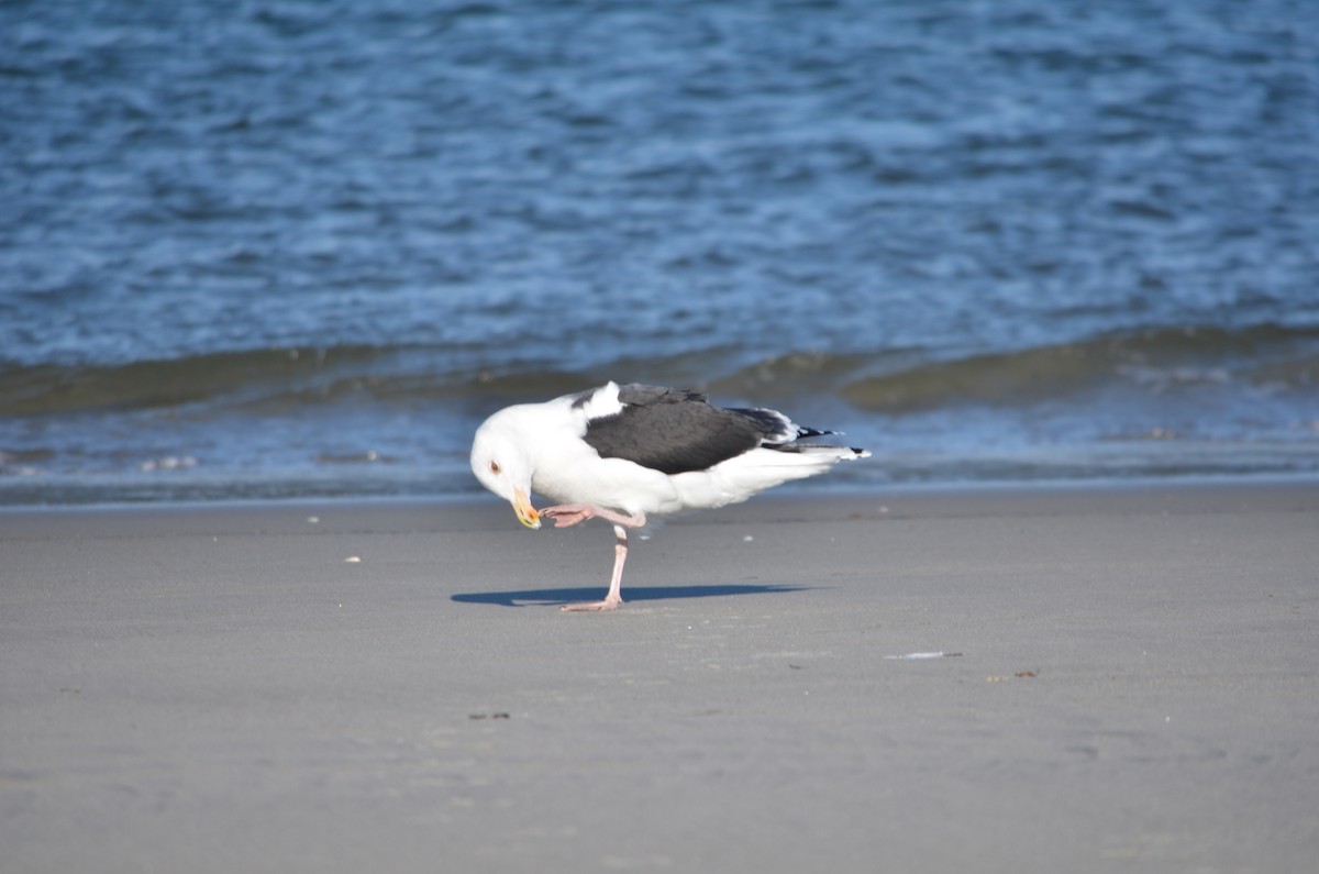שחף ימי - ML646369996