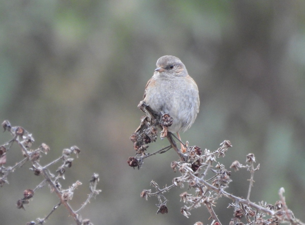 סתרי מצוי - ML646369997
