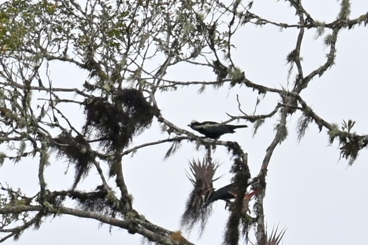 White-capped Tanager - ML646370003