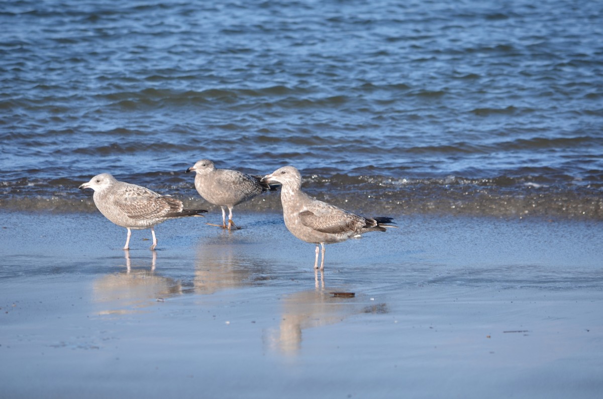 שחף מערבי - ML646370004
