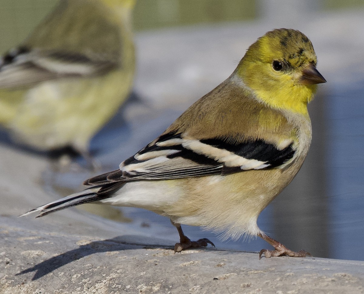 American Goldfinch - ML646370008